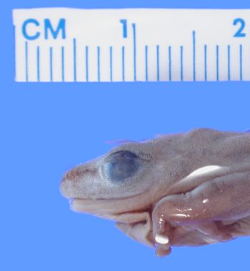 Media type: image; Herpetology A-25240